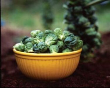 Cooking Brussels Sprouts You'll Love Image
